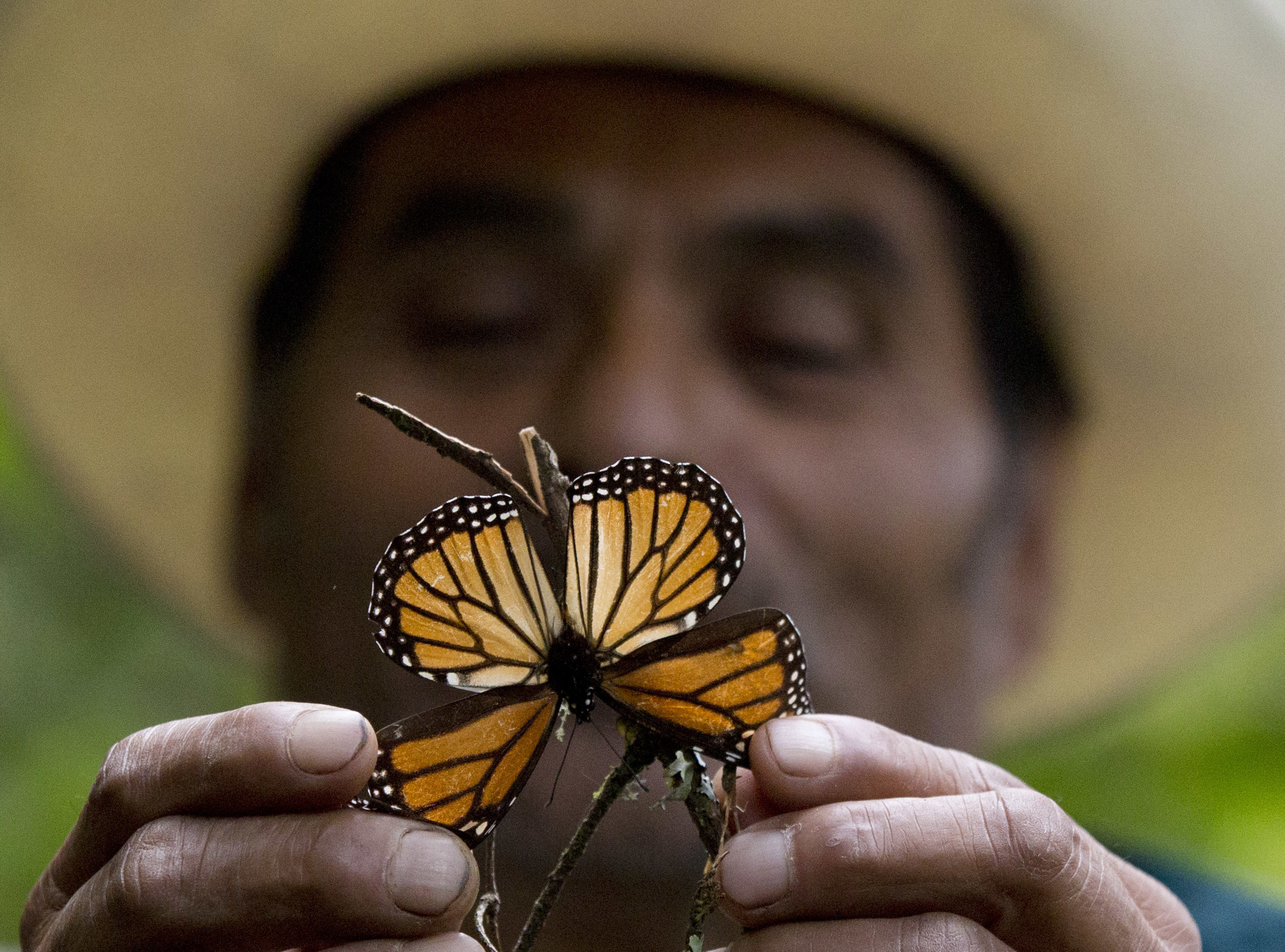 Experts: Mexico storms led to deaths of millions of monarchs