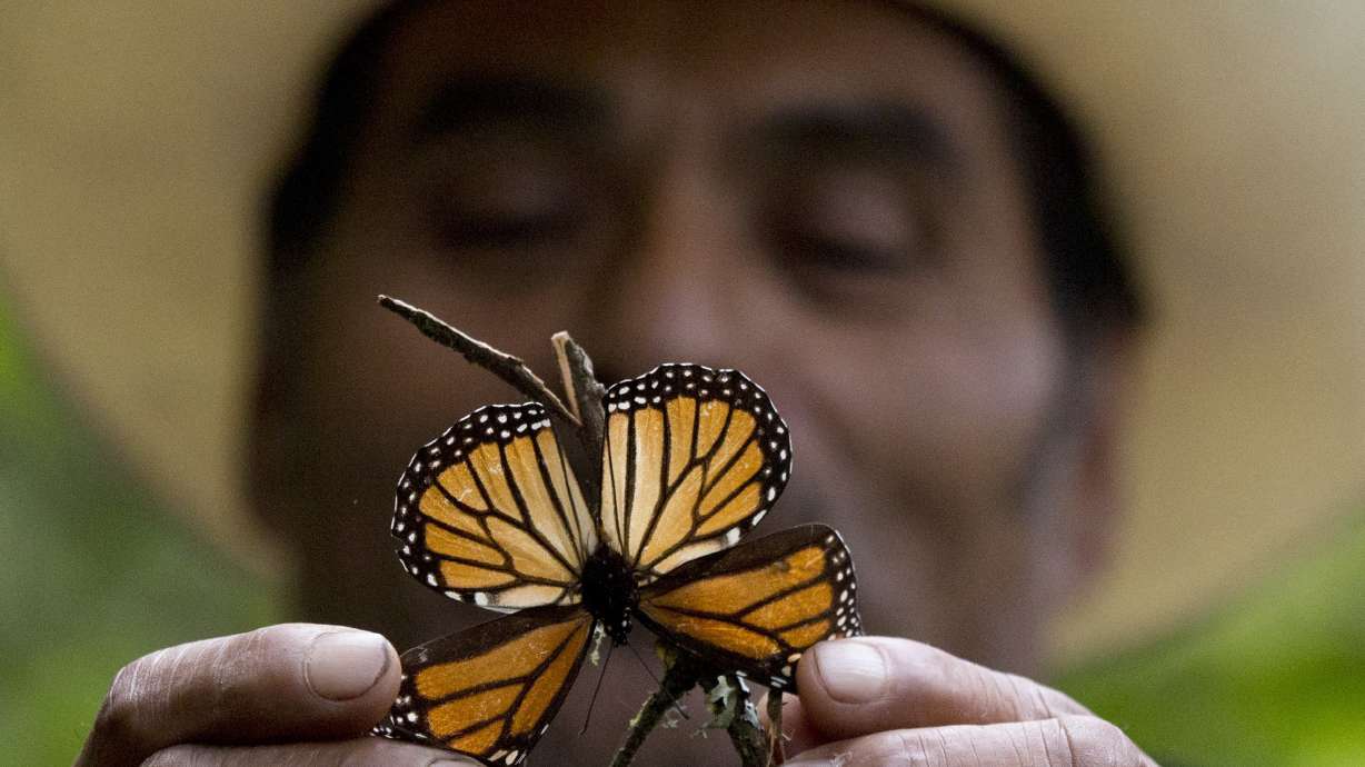 Experts: Mexico storms led to deaths of millions of monarchs