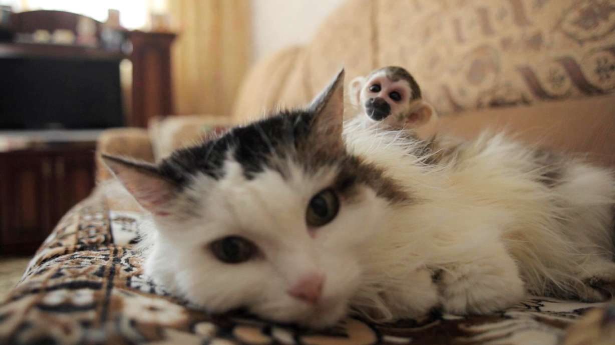 Russian cat adopts abandoned baby squirrel monkey from zoo
