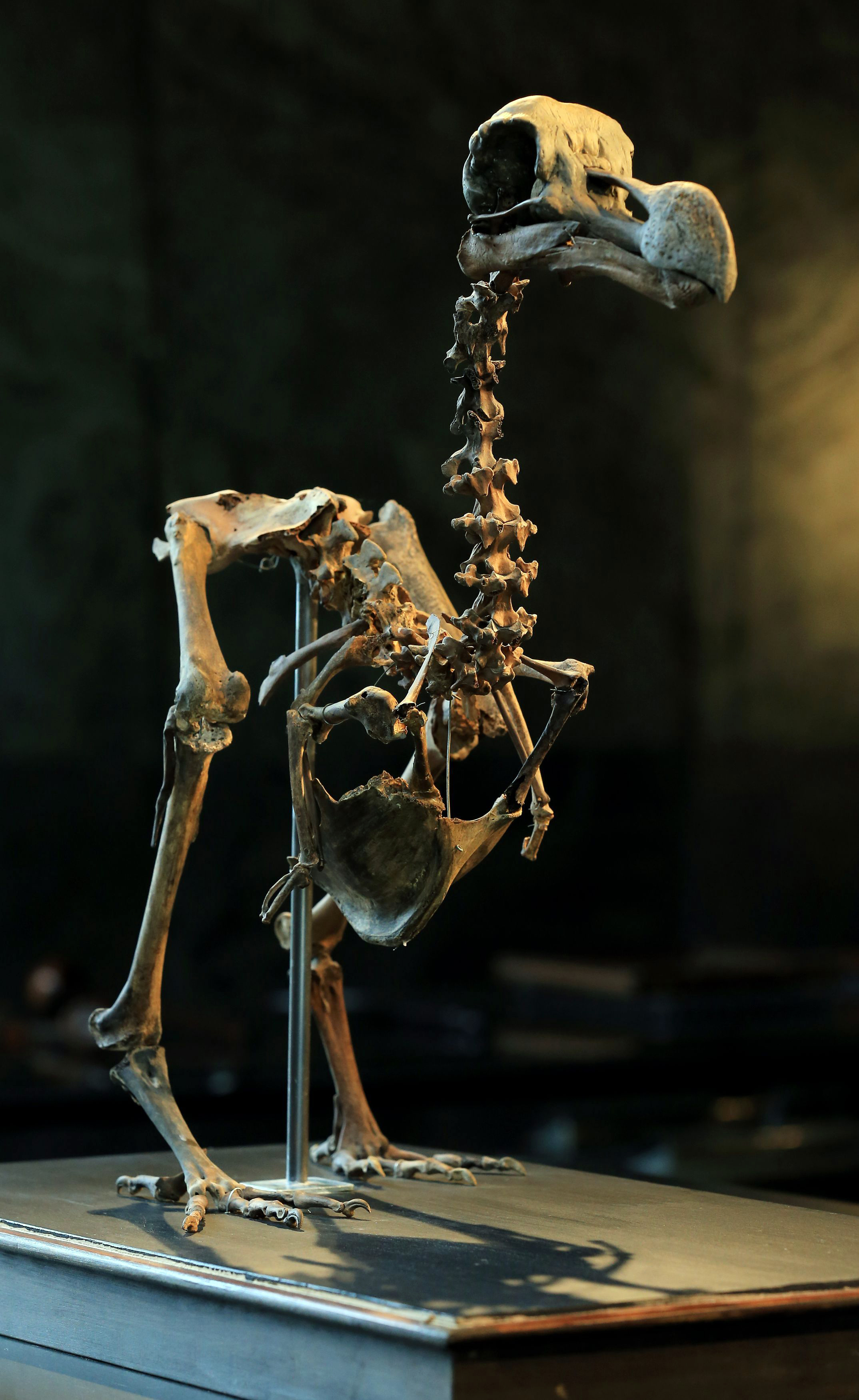 Auction house to sell composite skeleton of a dodo bird