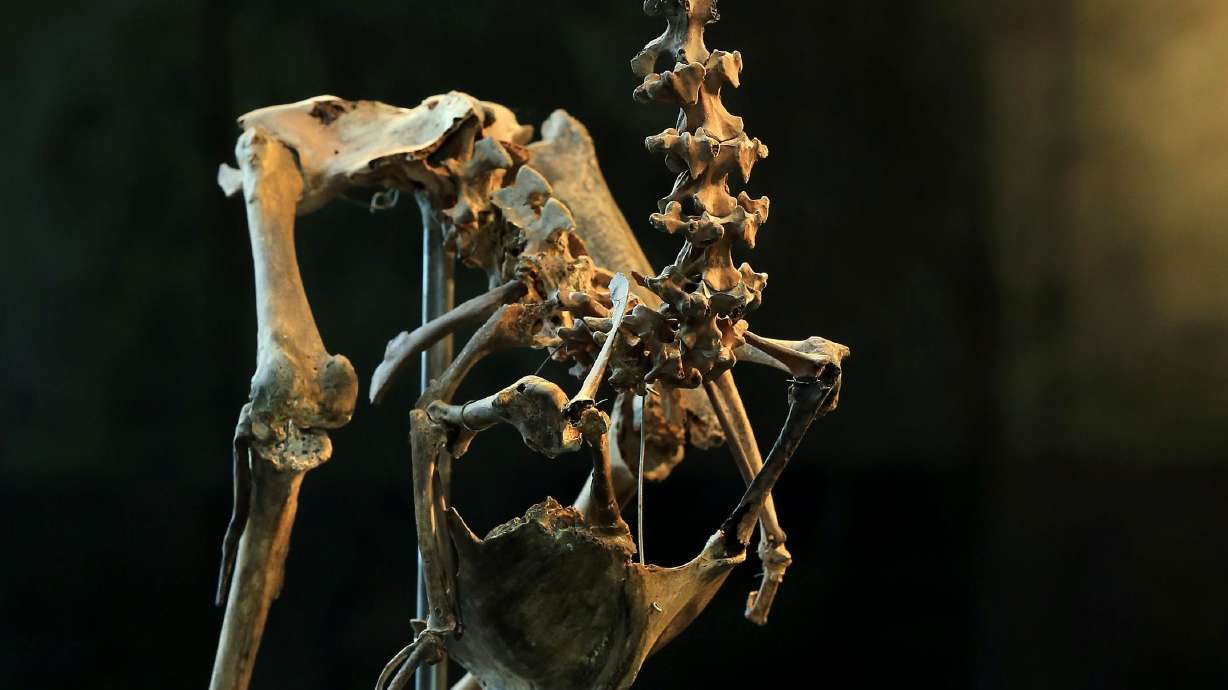Auction house to sell composite skeleton of a dodo bird