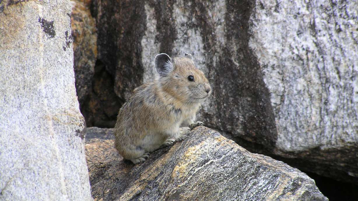Climate change taking toll on the American pika in the West