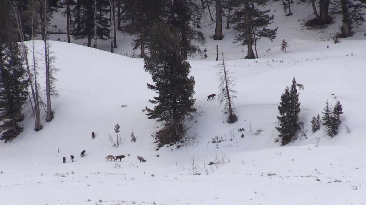 Yellowstone National Park to open for winter season
