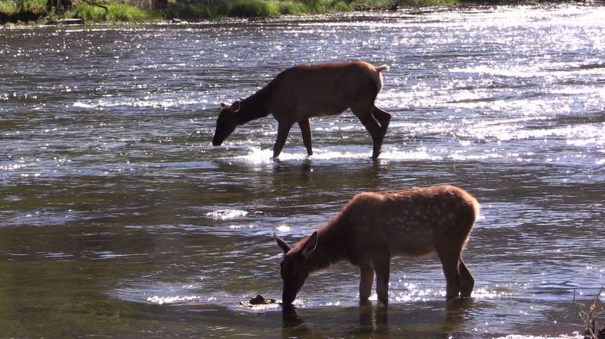Are wolves a 'Miracle' in Yellowstone? Science seeks answers