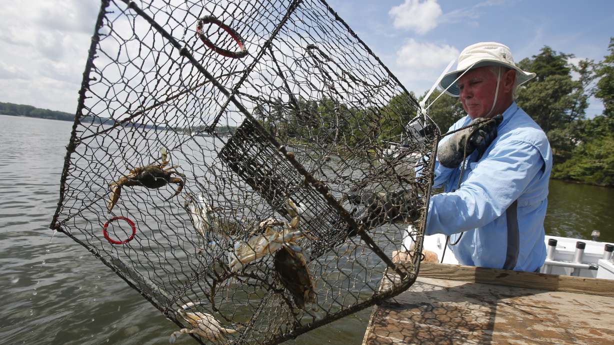 Goodbye, herring? Biotech bait gives lobstermen alternative