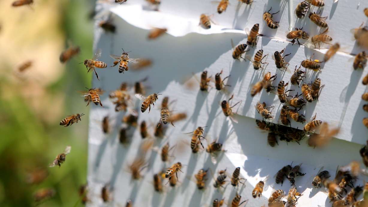 Governor's order seeks to make Minnesota more bee-friendly