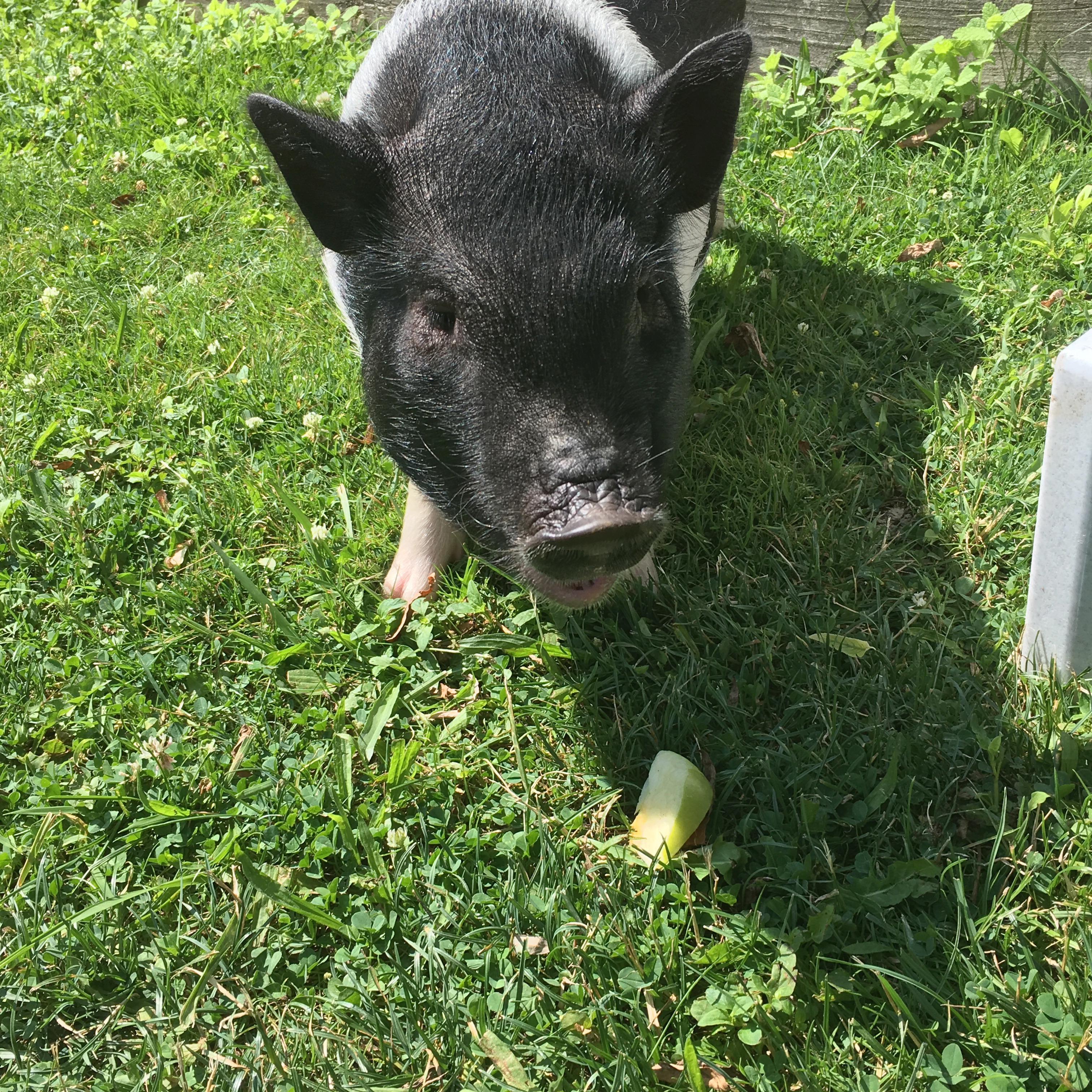 Owner: Missing potbellied therapy pig is found, now home