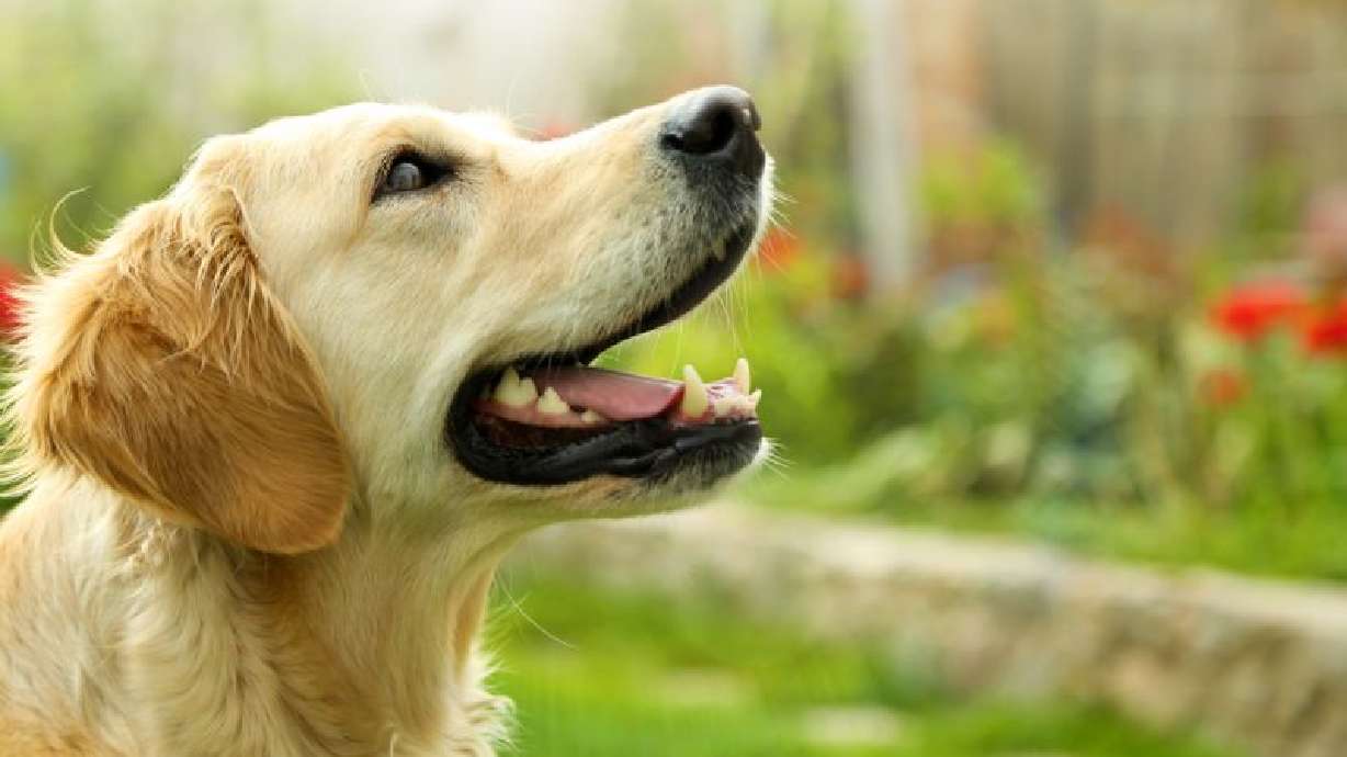 The 25 loudest dog breeds