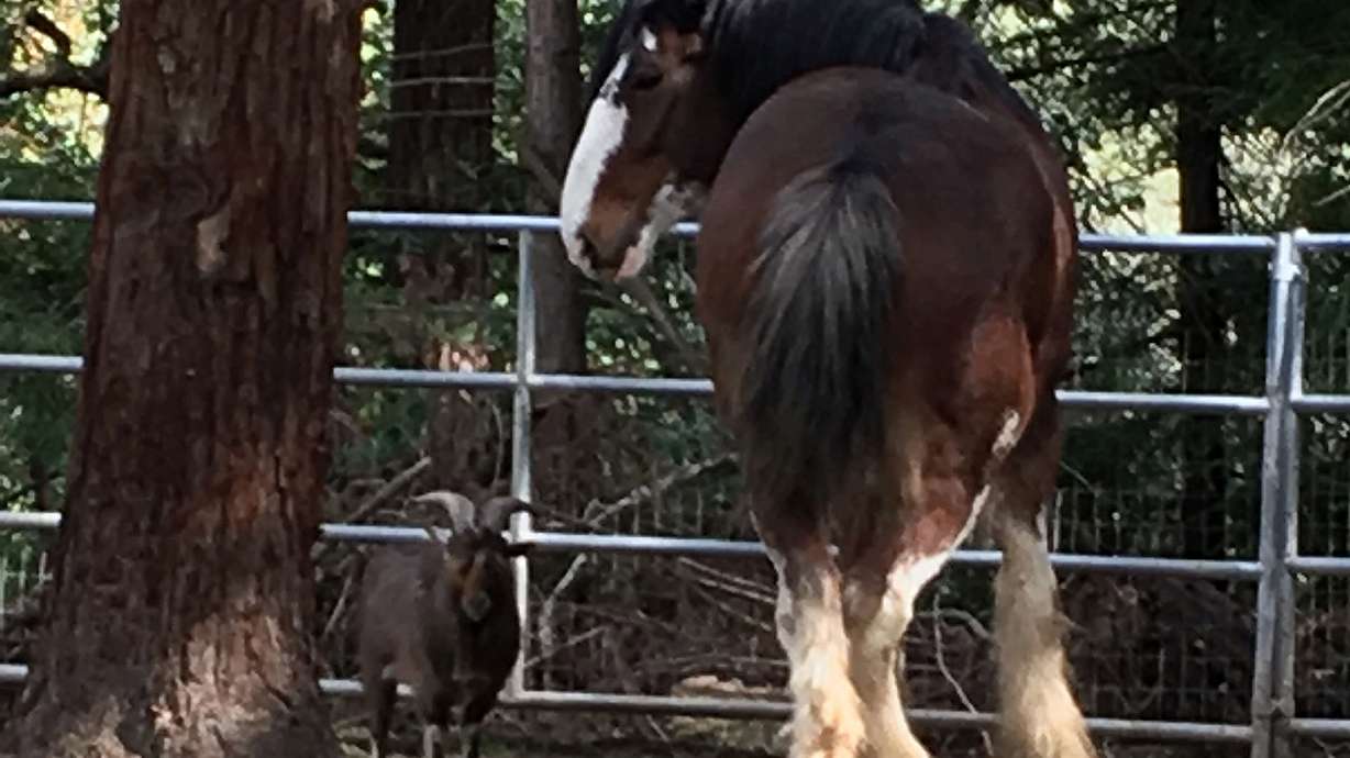 With help from goat, wily Clydesdale goes on lam for 5 days