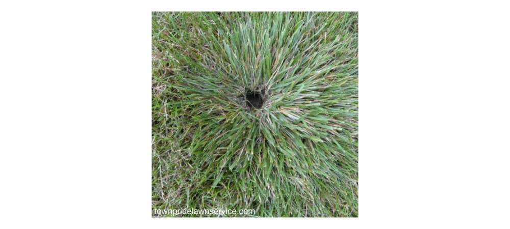 Source: townpridelawnservice.com