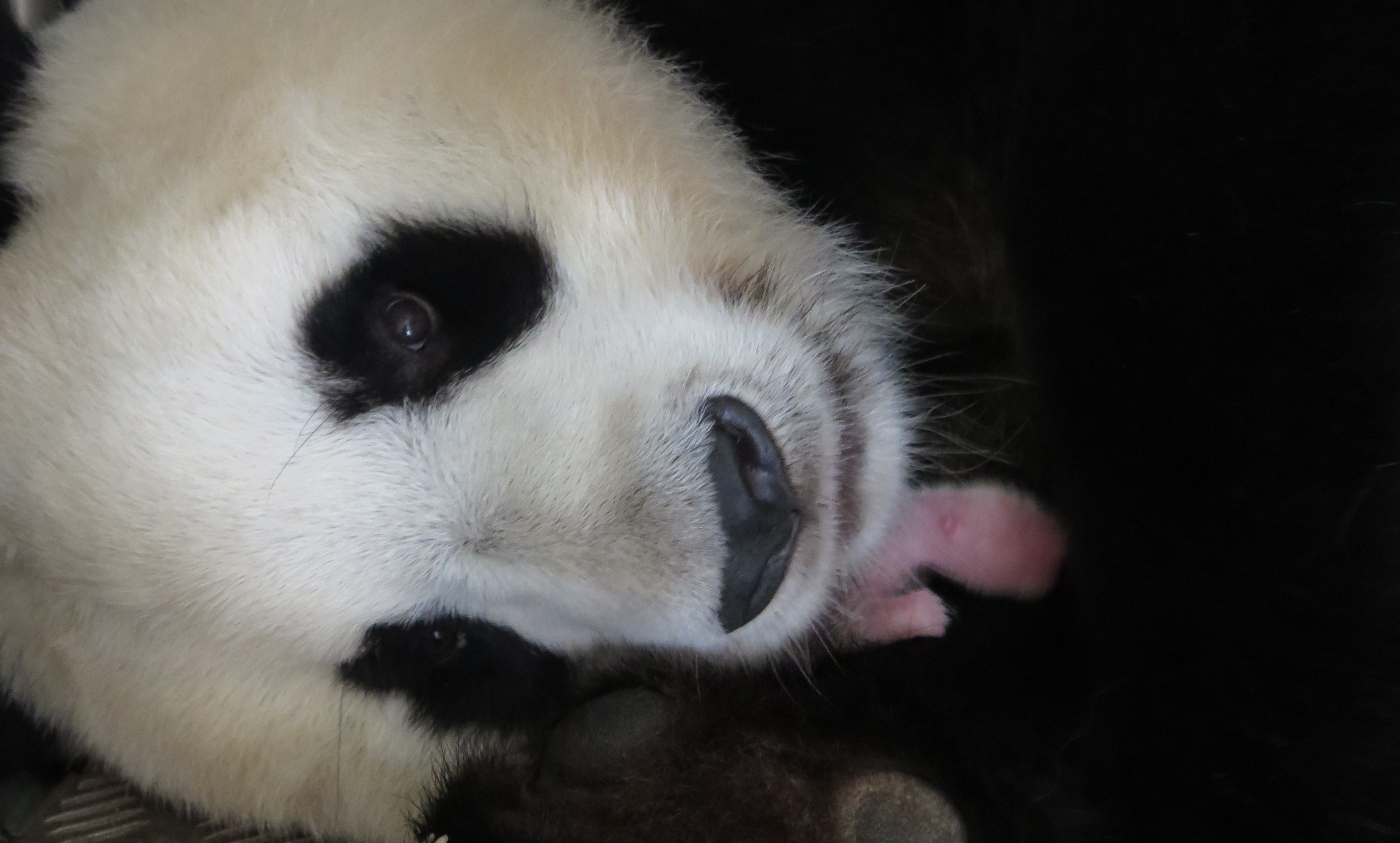 It's a girl! Giant panda gives Madrid Zoo 1st female birth