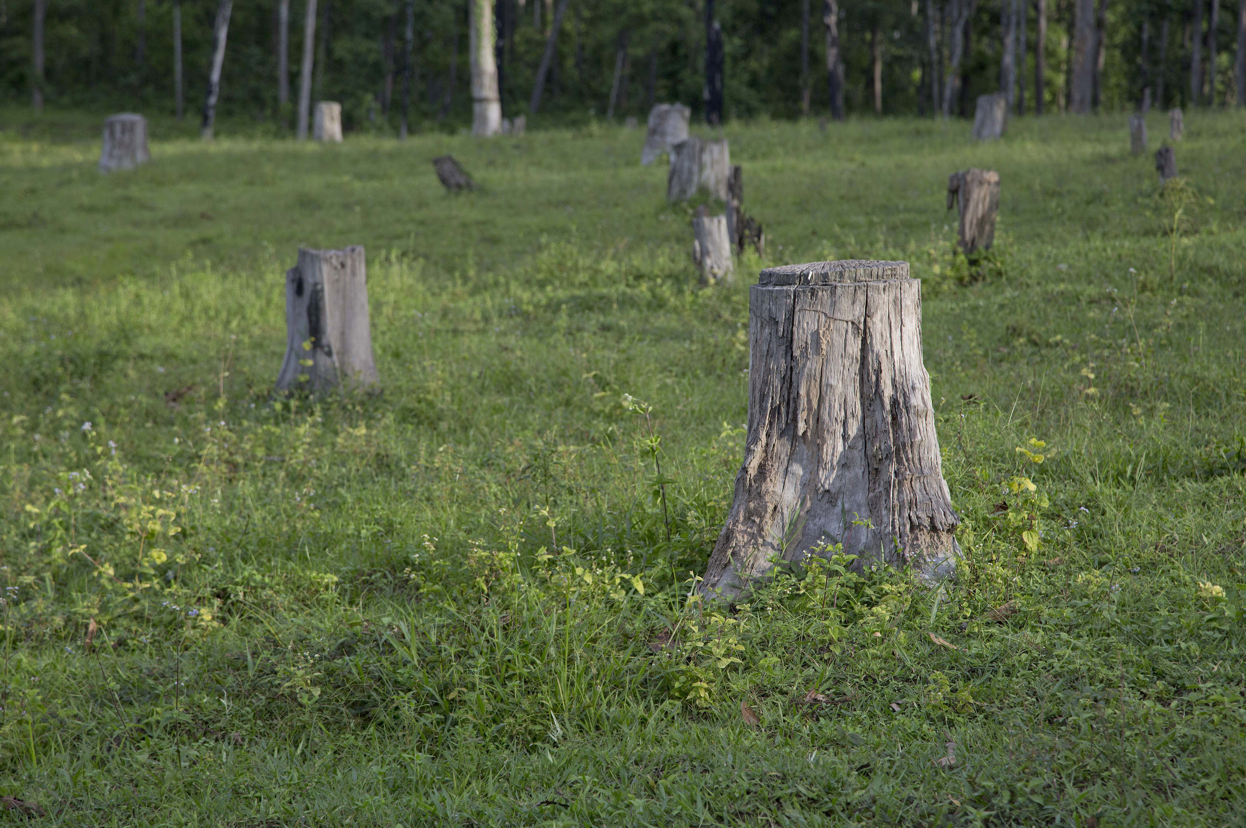 Myanmar forest-cutting continues despite government efforts