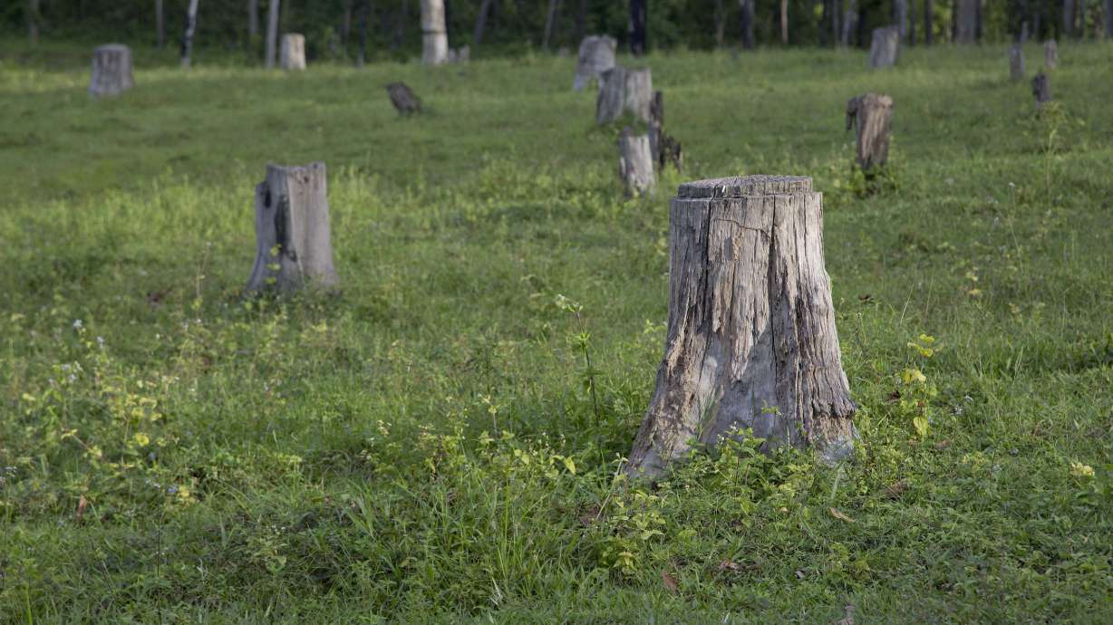 Myanmar forest-cutting continues despite government efforts