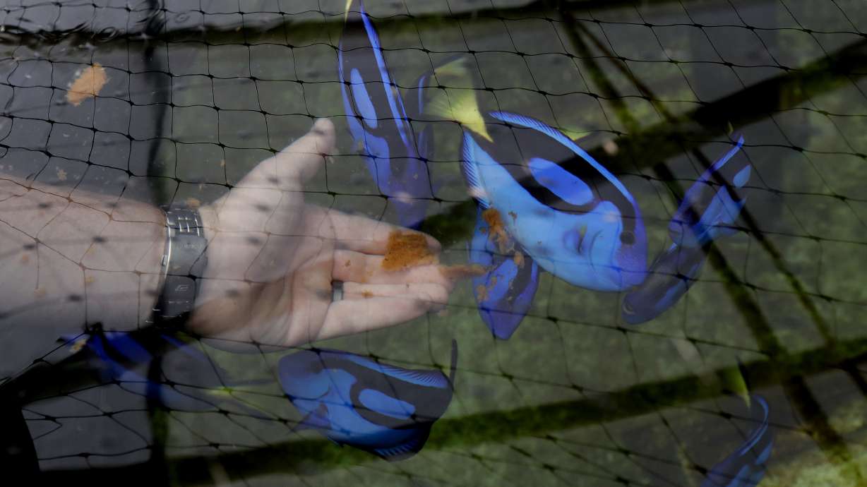 Love Disney's 'Dory' fish? Soon, you could get your own