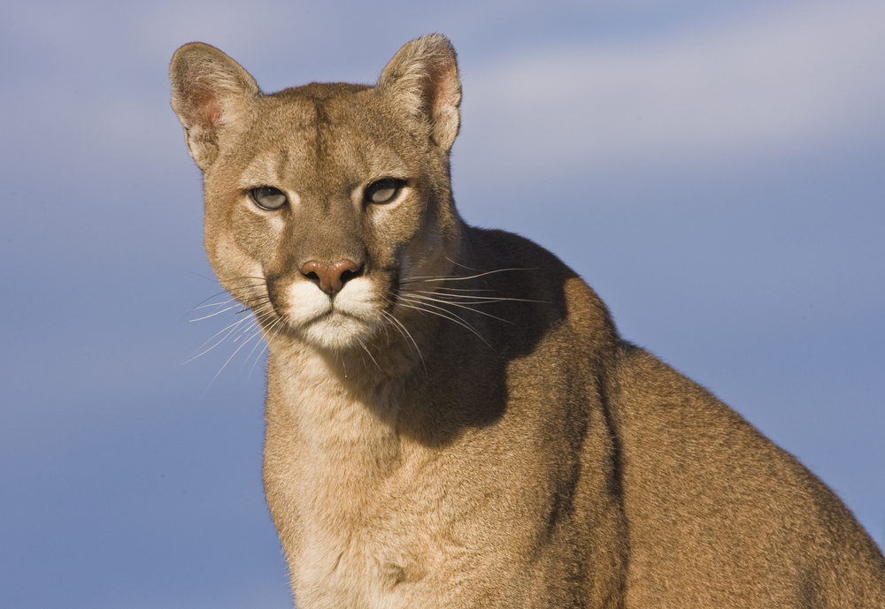 'A mountain lion just ran out!' Cougar sighting forces shelter-in-place in Salt Lake County