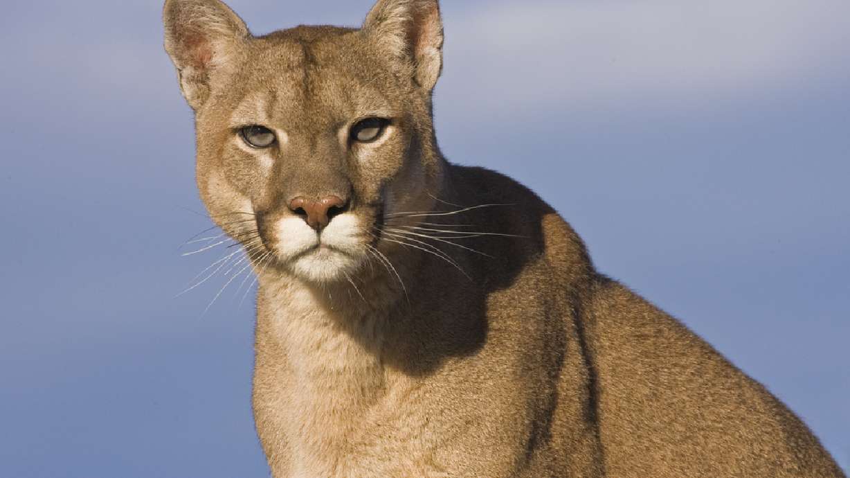 Wildlife officials recommend increase in cougar hunting permits for 2018-19 season