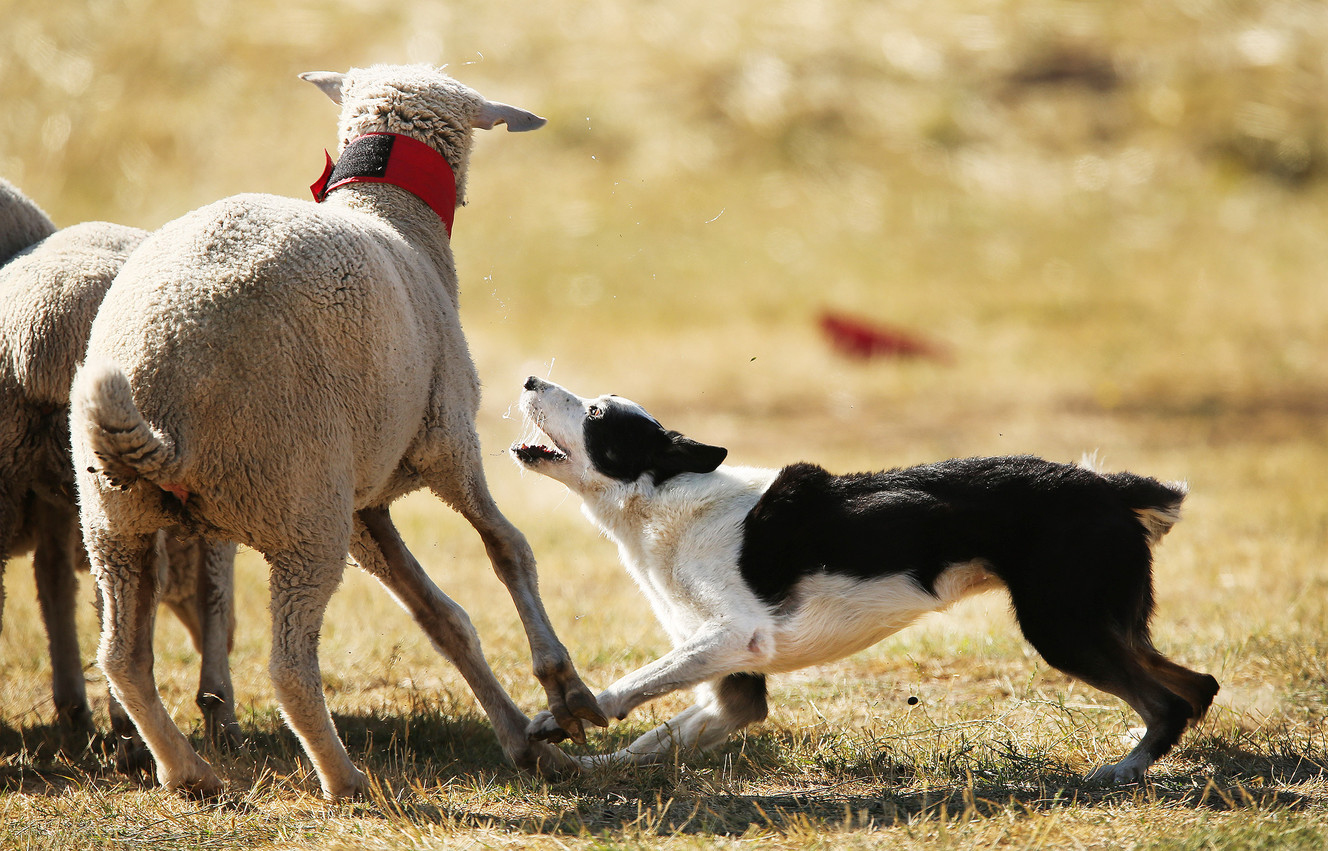 Photos: Canines run, chase, splash at Soldier Hollow sheepdog festival