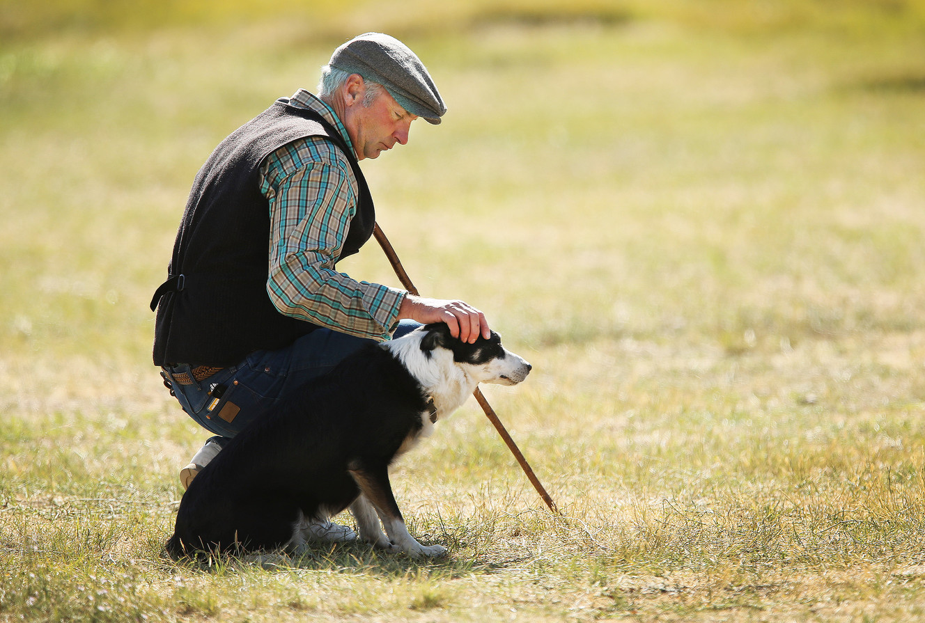 Scott Glen pats his dog, Don, prior to competing in the Soldier Hollow Sheepdog Classic at Soldier Hollow on Monday, Sept. 5, 2016. (Photo: Jeffrey D. Allred, Deseret News)