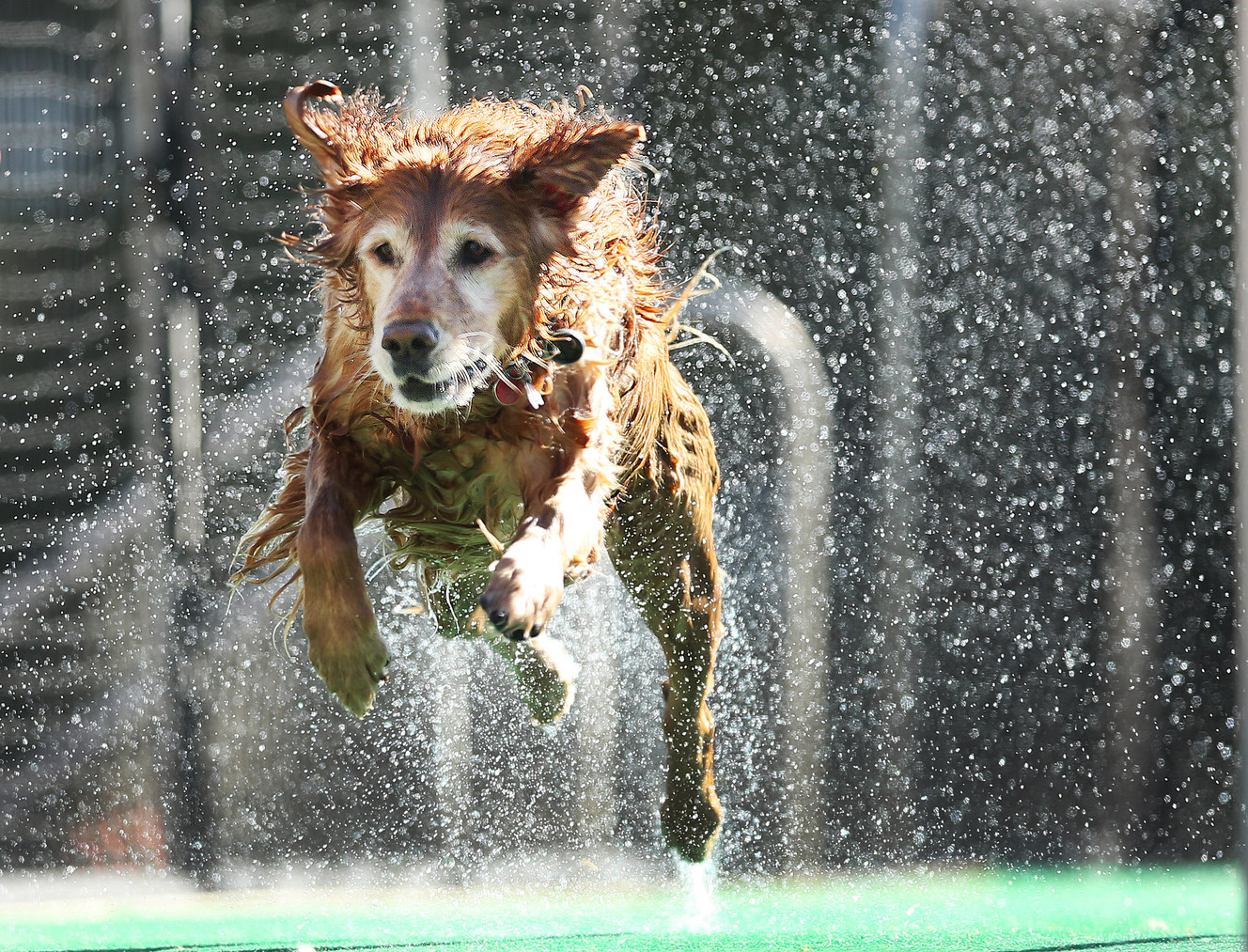 Ellie jumps during the Splash Dog competition during the Soldier Hollow Sheepdog Classic at Soldier Hollow on Monday, Sept. 5, 2016. (Photo: Jeffrey D. Allred, Deseret News)