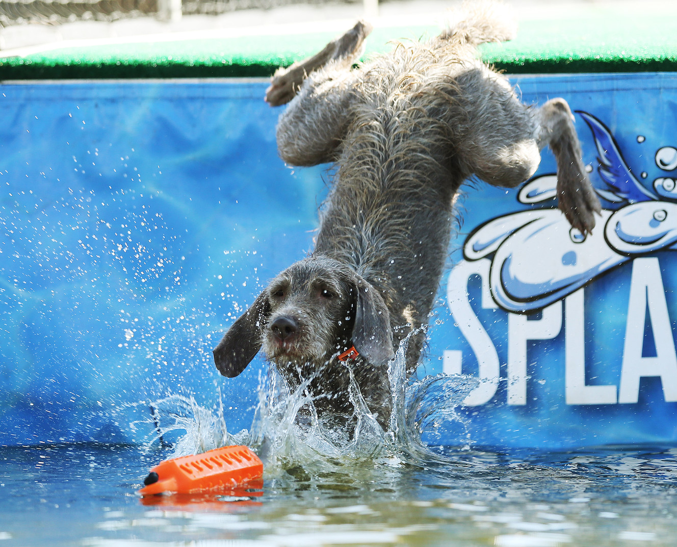 Jessie eases into the pool during the Splash Dog competition during Soldier Hollow Sheepdog Classic at Soldier Hollow on Monday, Sept. 5, 2016. (Photo: Jeffrey D. Allred, Deseret News)