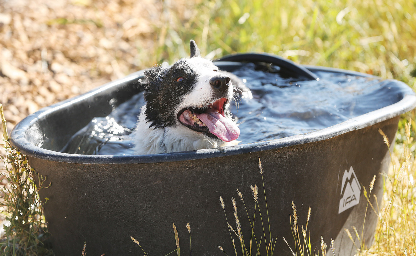 Cley cools off after competing during the Soldier Hollow Sheepdog Classic at Soldier Hollow on Monday, Sept. 5, 2016. (Photo: Jeffrey D. Allred, Deseret News)