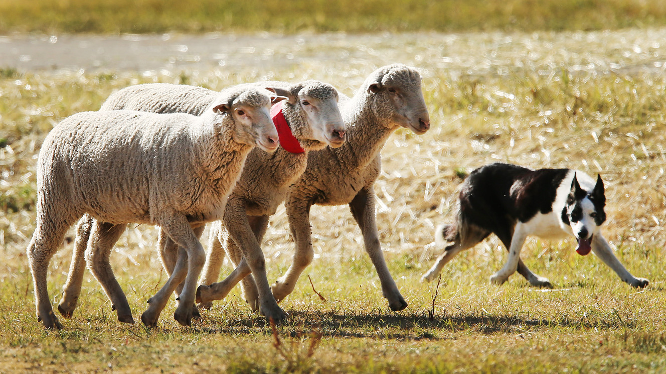 Cley works the sheep during the Soldier Hollow Sheepdog Classic at Soldier Hollow on Monday, Sept. 5, 2016. (Photo: Jeffrey D. Allred, Deseret News)