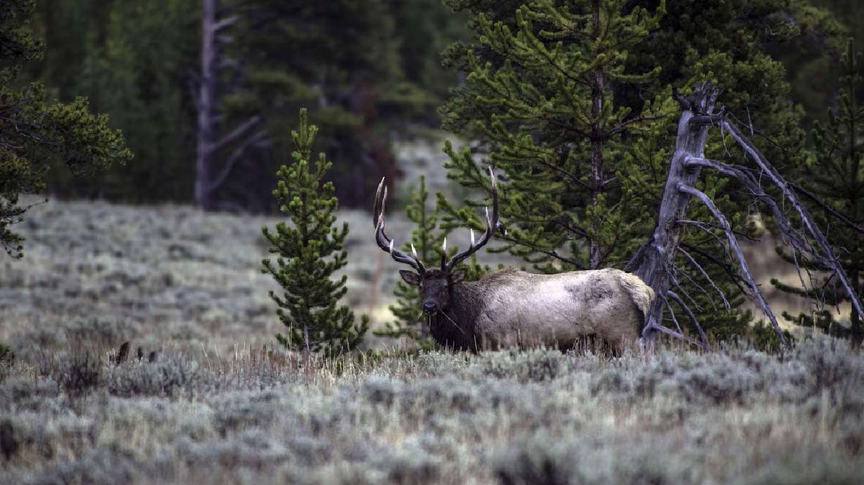 Vet helps elk snagged in tire swing after animal wanders into yard