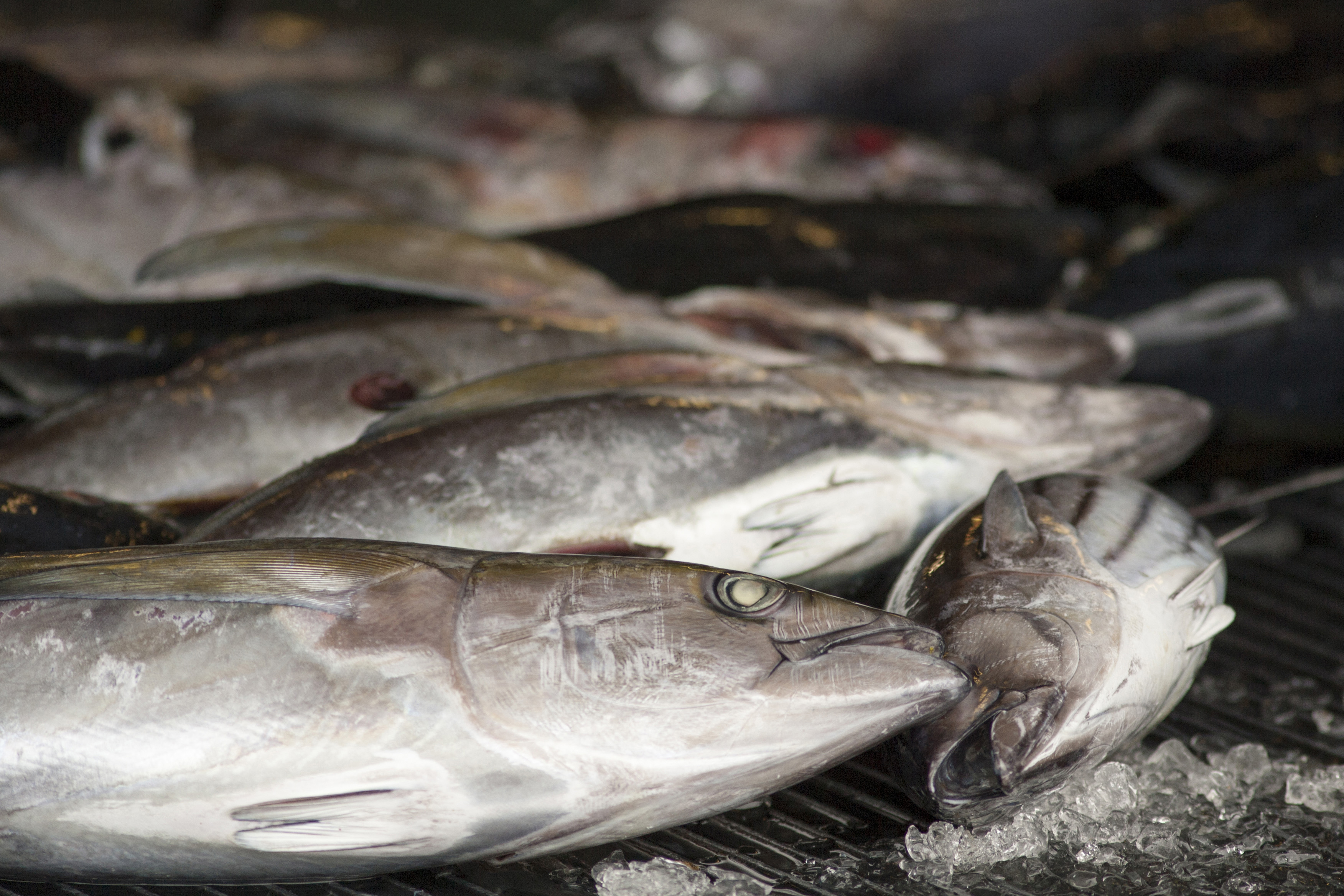 Foreign fishermen confined to boats catch Hawaiian seafood