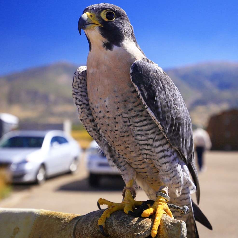 A Peregrine Falcon on display at the George S. and Dolores Doré Eccles Wildlife Education Center in Farmington, Utah during groundbreaking ceremonies on Sept. 8, 2016. (Photo: Dave Cawley, KSL)