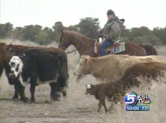 Cattle Rustling Accusations Flying in Eastern Utah