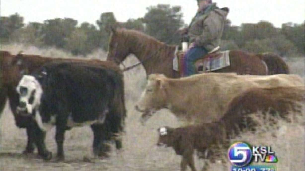 Cattle Rustling Accusations Flying in Eastern Utah