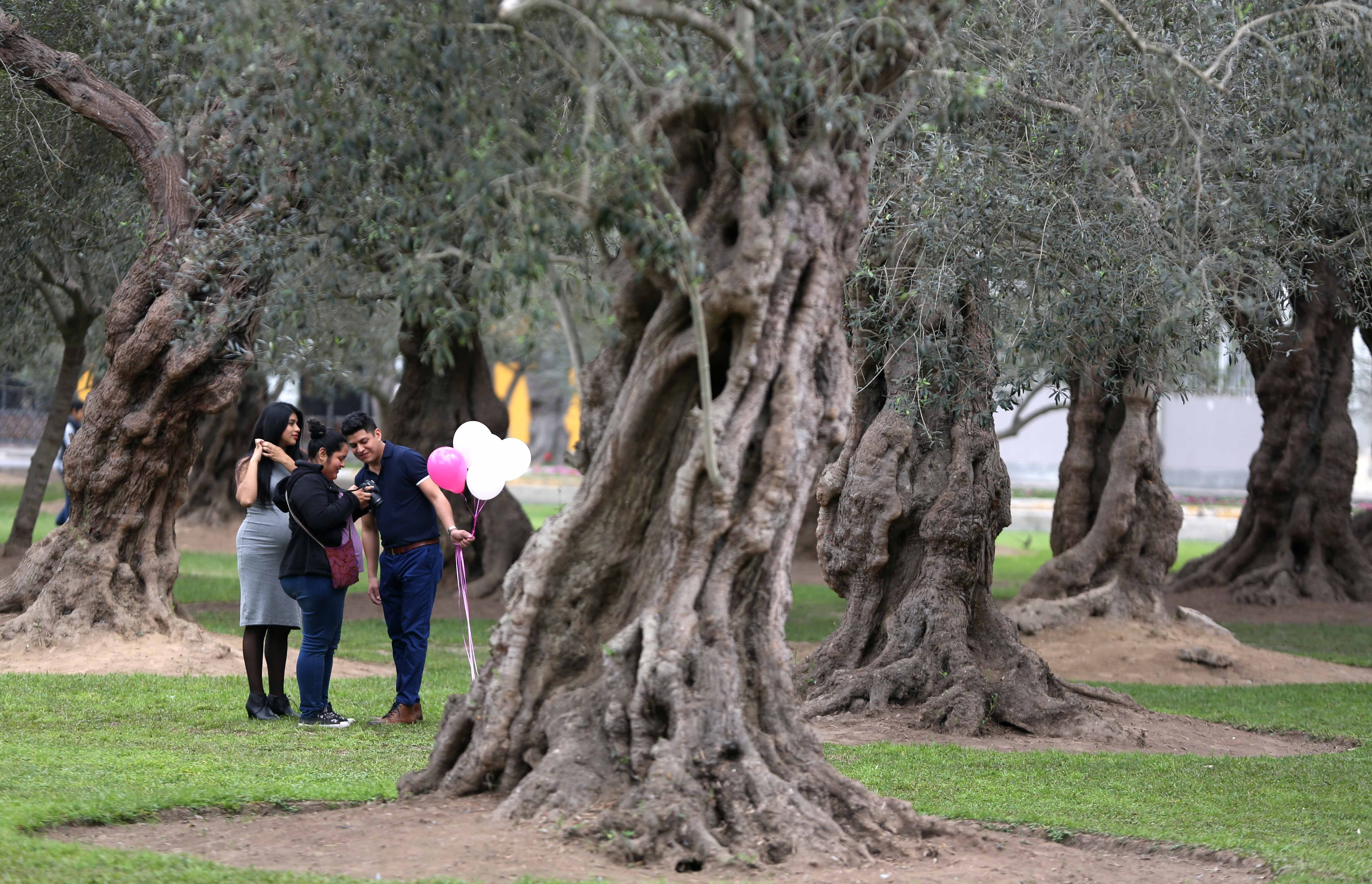 Overwatering jeopardizes Lima's beloved 400-year olive trees