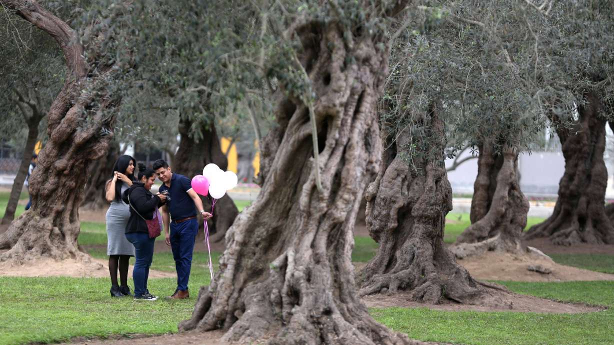 Overwatering jeopardizes Lima's beloved 400-year olive trees