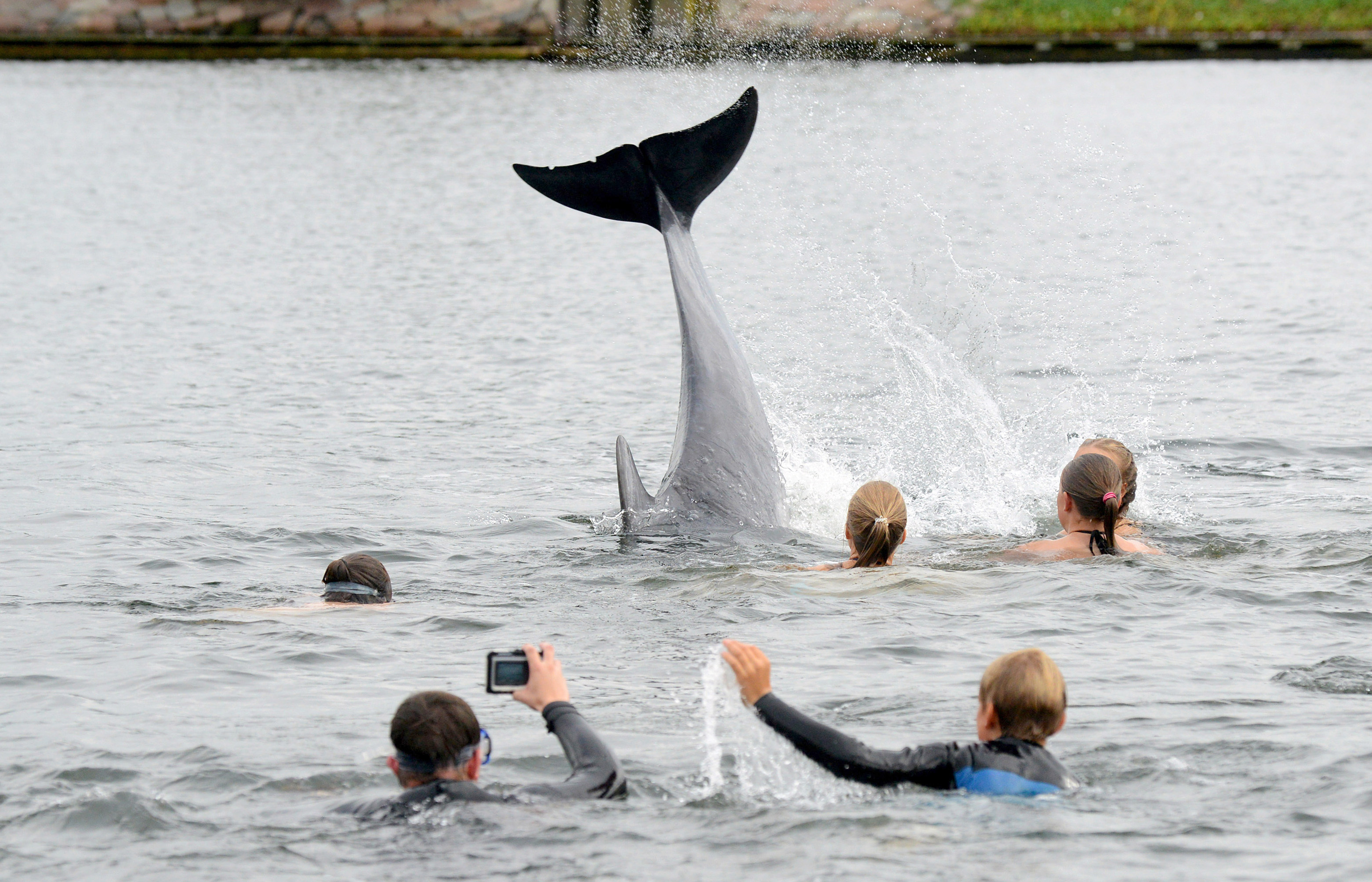 Friendly dolphin delights bathers in northern Germany