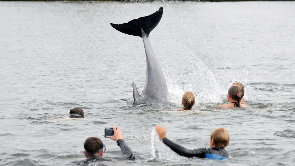 Friendly dolphin delights bathers in northern Germany