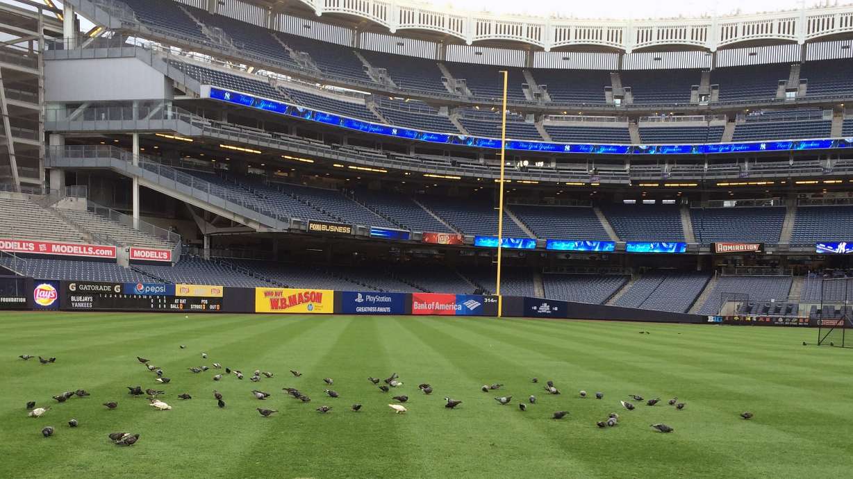 Pigeon Power: Birds swoop into stadium, Yankees fly high