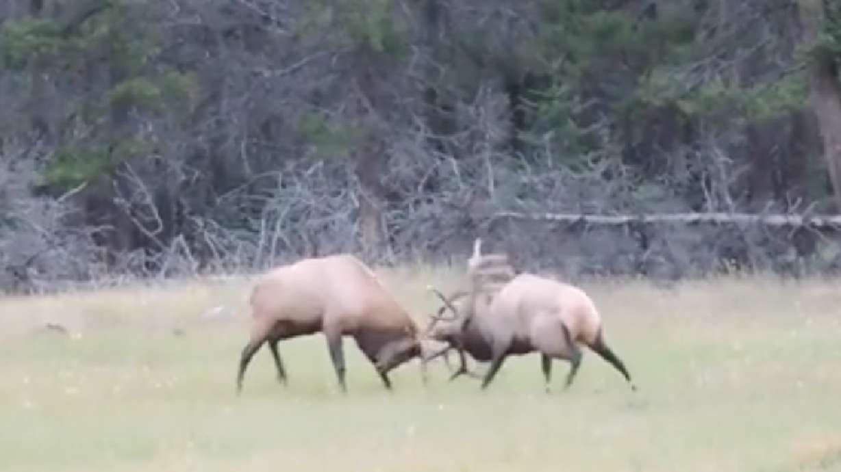 Population study finds drop in number of Yellowstone elk
