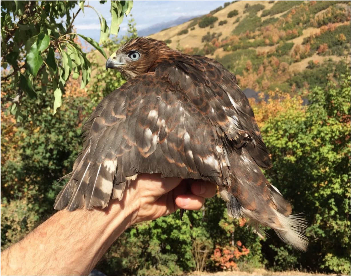 Wings of a Cooper's hawk 'intentionally' cut with scissors, officials say