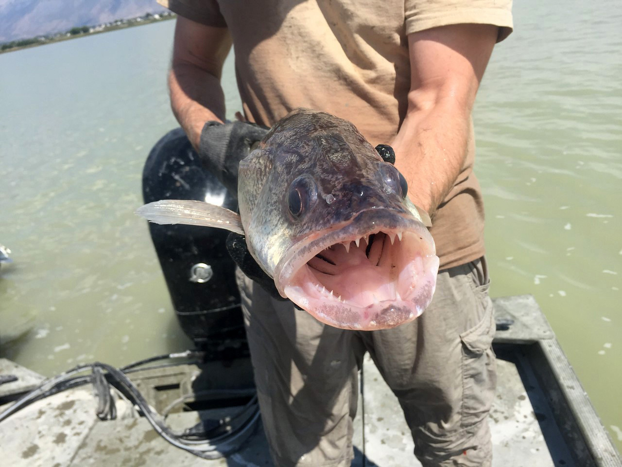 (Photo: Utah Division of Wildlife Resources)