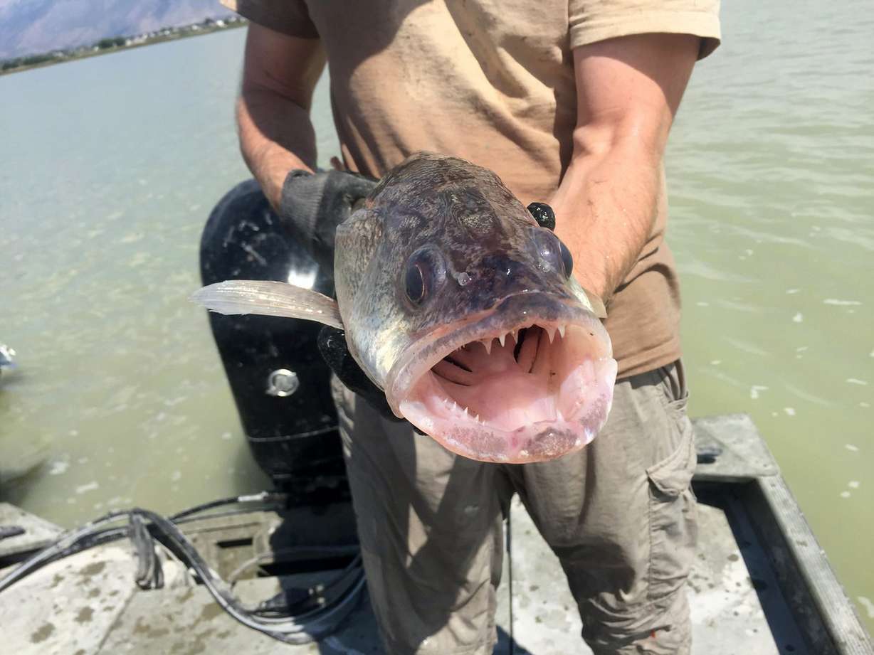 (Photo: Utah Division of Wildlife Resources)