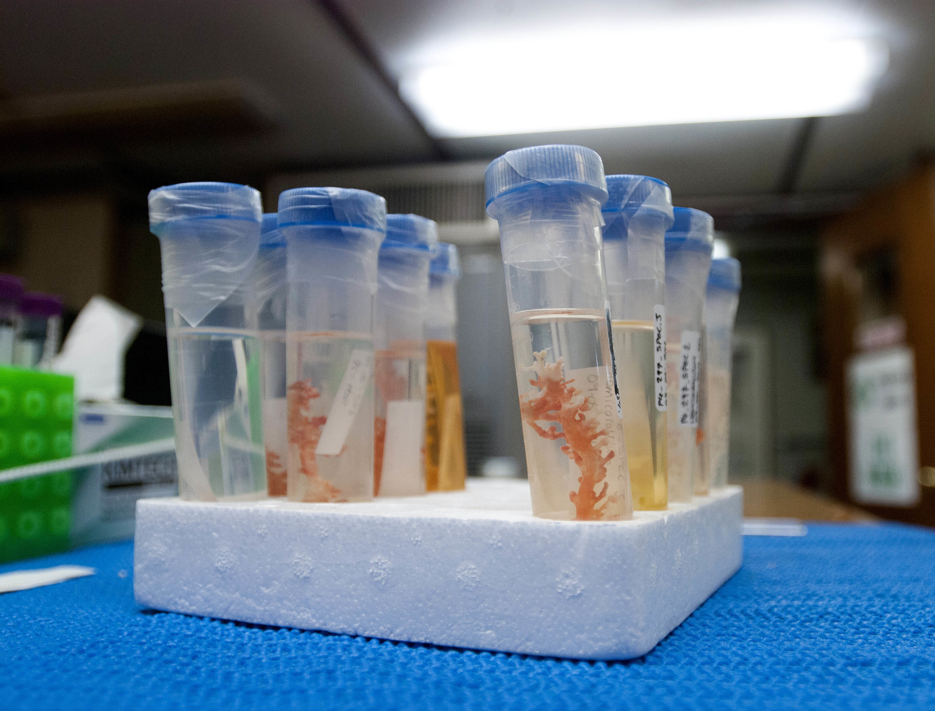 Coral samples taken from deep ocean seamounts sit in a lab aboard a University of Hawaii research vessel during an expedition to unexplored underwater volcanoes off the coast of Hawaii's Big Island on Sept. 7, 2016. A group of undersea volcanoes in the area known as the Geologist Seamounts are about 80 million years old and could hold many new animal species, as well as elements such as nickel and cobalt that mining companies could extract. (AP Photo/Caleb Jones)