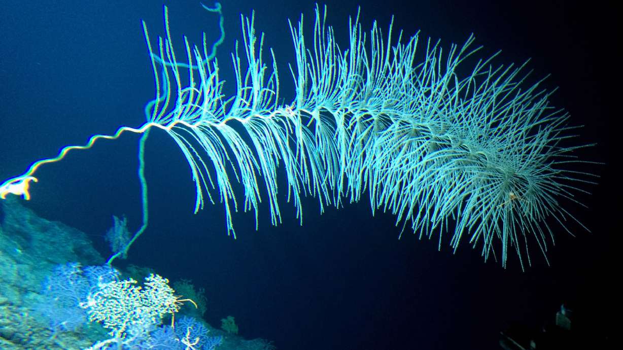 Deep-sea volcano a hotspot for mysterious life