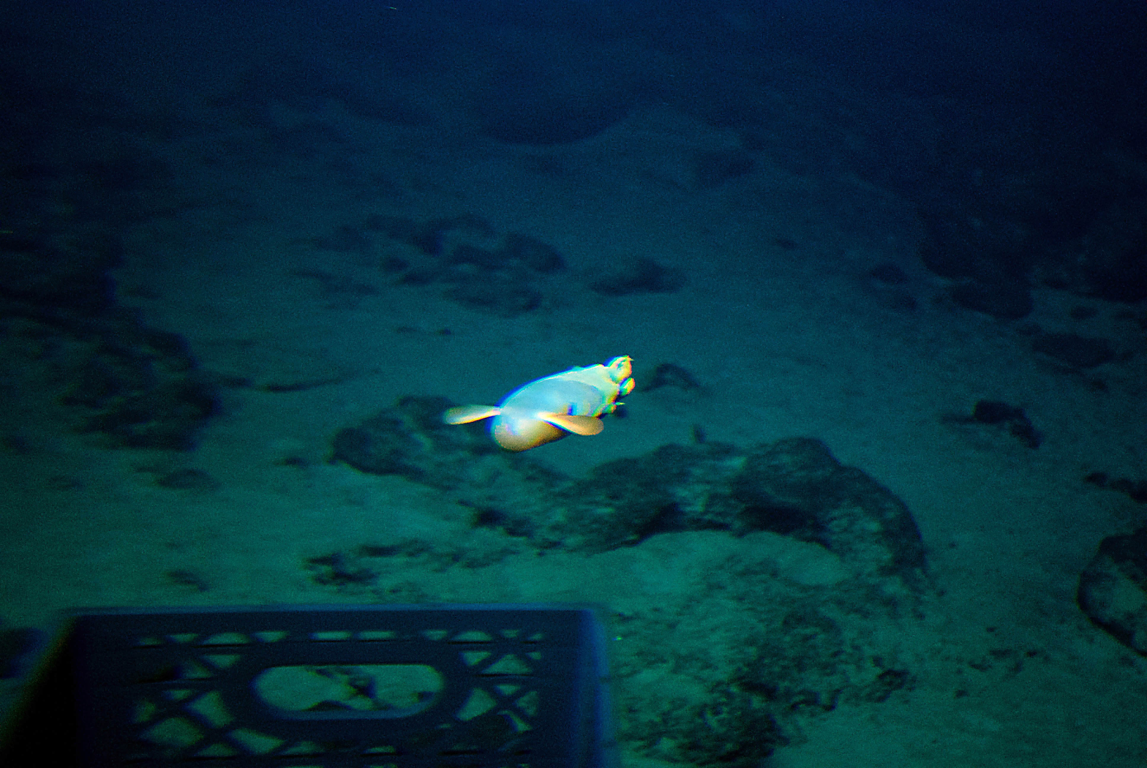 A Dumbo octopus swims toward the Pisces V submersible at the summit of the Cook seamount during a dive to the previously unexplored underwater volcano off the coast of Hawaii's Big Island on Sept. 6, 2016. Seamounts are hotspots for marine life because they carry nutrient-rich water upward from the sea floor. (AP Photo/Caleb Jones)