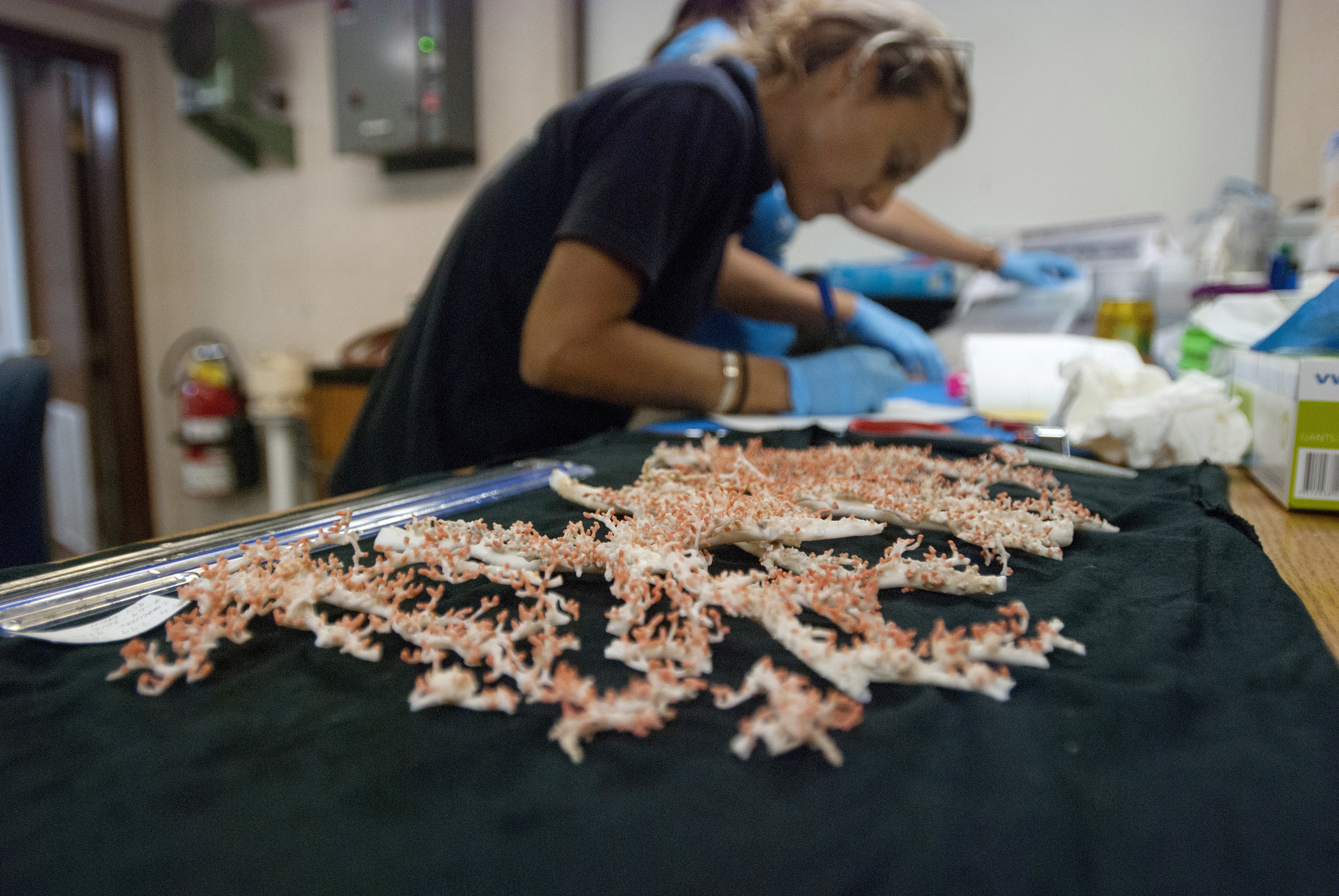 Researcher Sonia Rowley logs coral samples taken from deep ocean seamounts during an expedition to unexplored underwater volcanoes off the coast of Hawaii's Big Island on Sept. 7, 2016. Conservation International and the University of Hawaii are exploring seamounts off Hawaii to assess the biodiversity and geological composition of the deep-sea mountains. (AP Photo/Caleb Jones)
