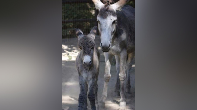 Hogle Zoo welcomes baby burro named Burro-ito