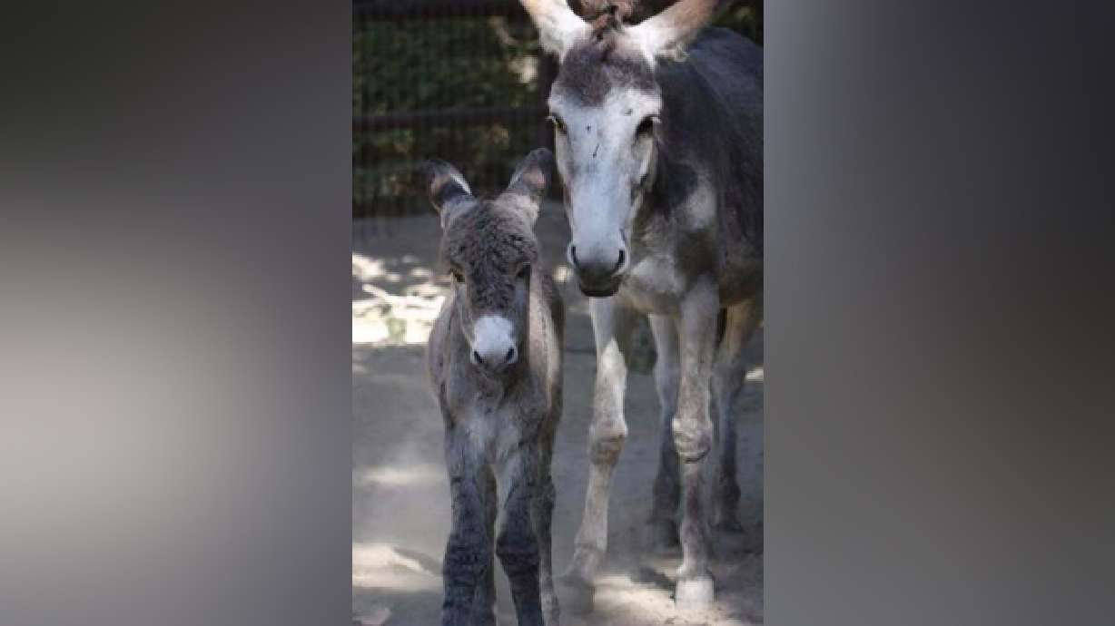 Hogle Zoo welcomes baby burro named Burro-ito