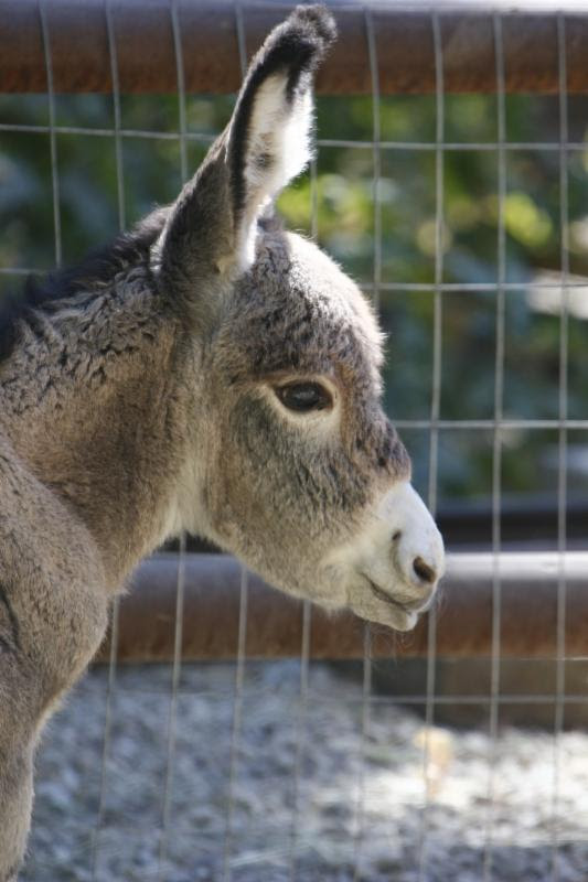 Baby burro, also known as "Burro-ito". (Photo: Hogle Zoo)