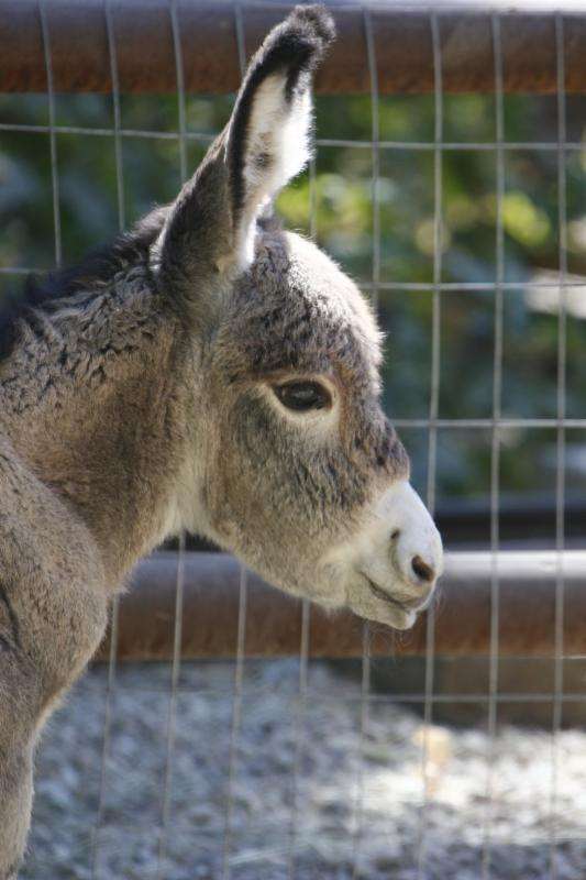 Baby burro, also known as "Burro-ito". (Photo: Hogle Zoo)