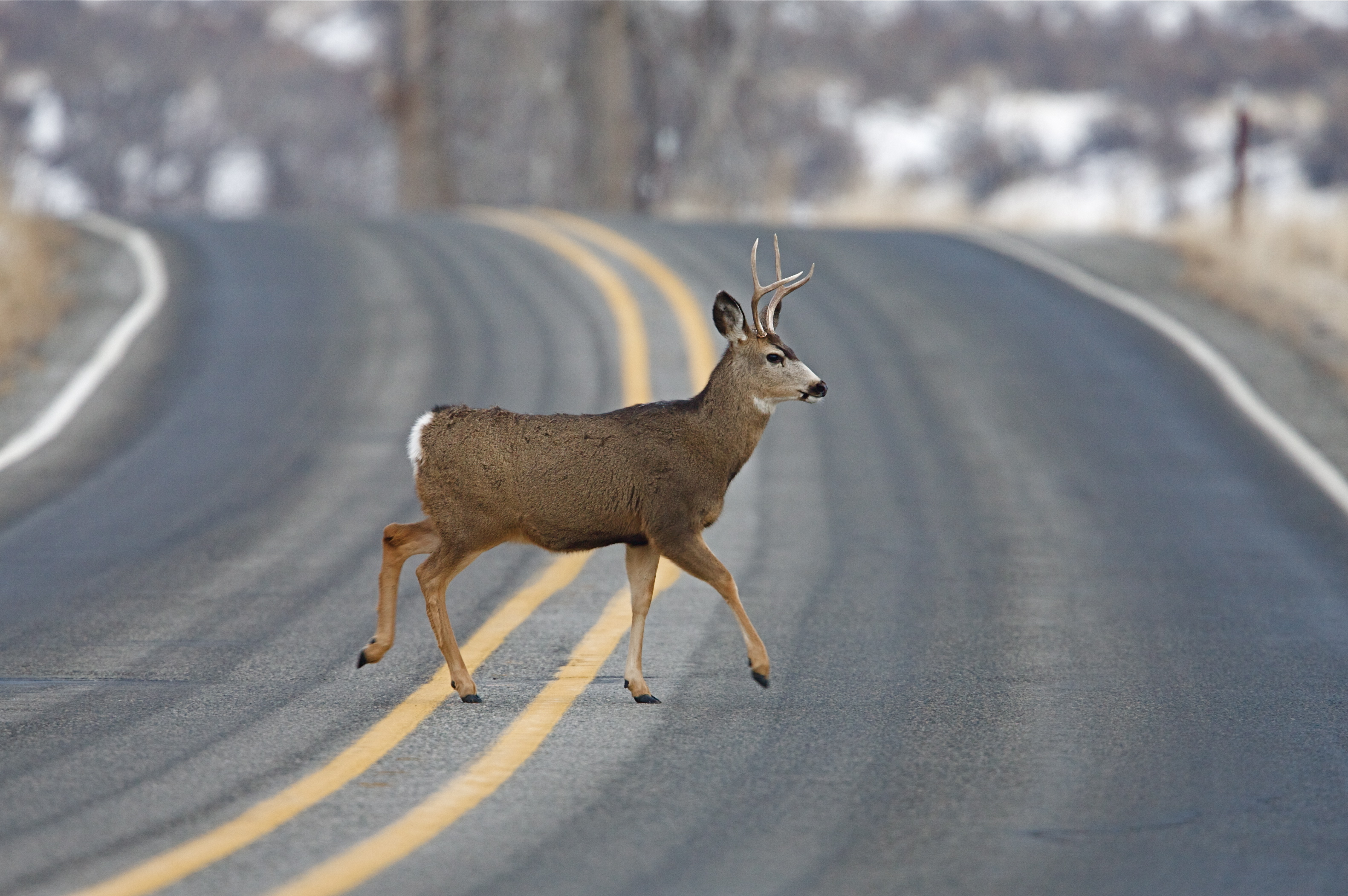 Provo to use lethal methods only to control urban deer