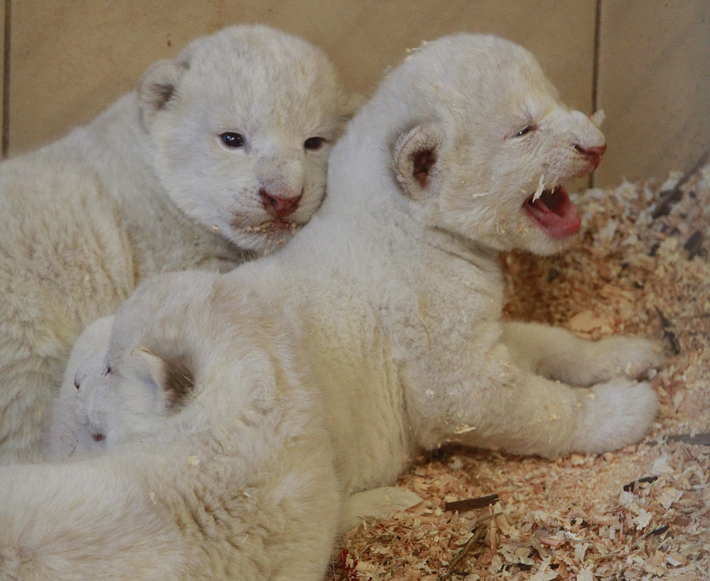 4 white lions, 3 white tigers born in zoo in Poland